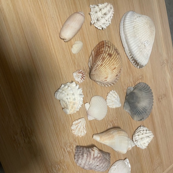 Assorted Seashell Collection - Picture 4 of 5